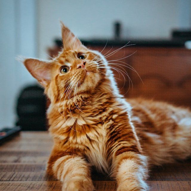 First result on Unsplash for 'cat'